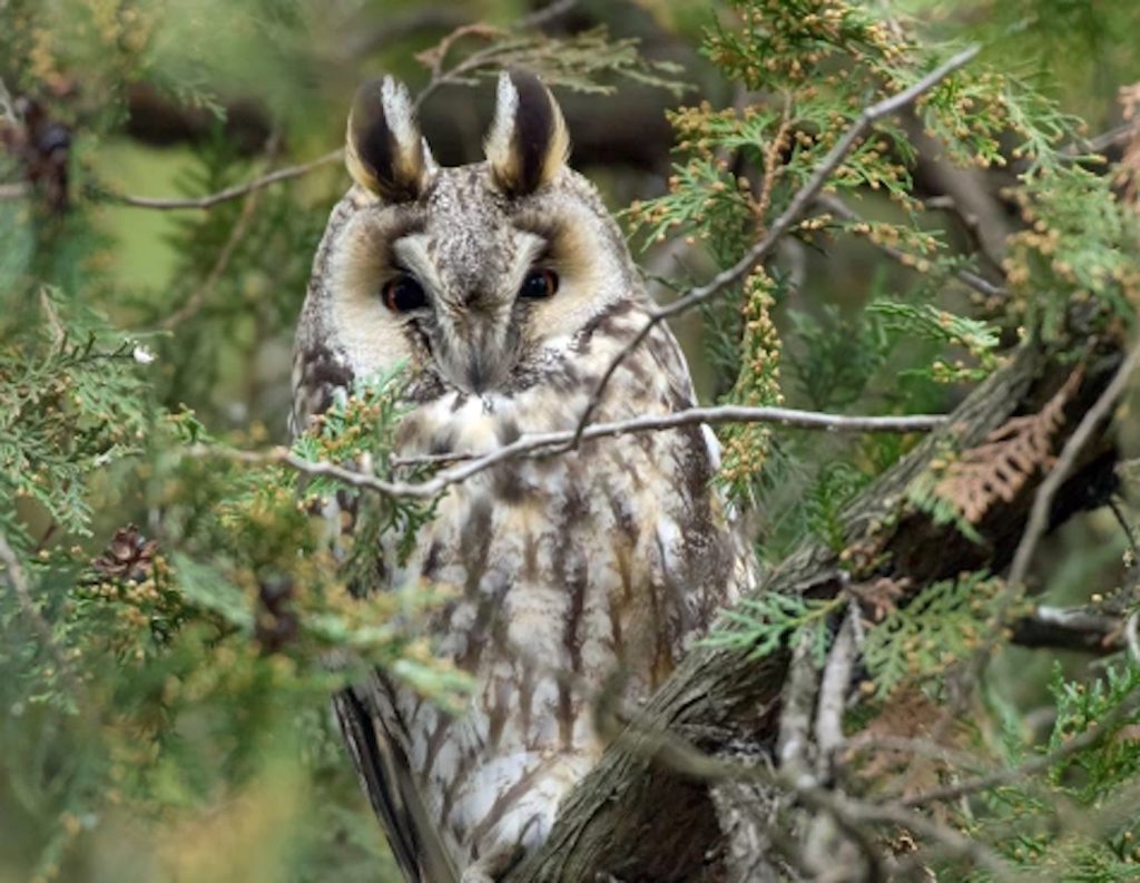 Eule im Nationalpark